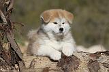 AKITA INU 050
